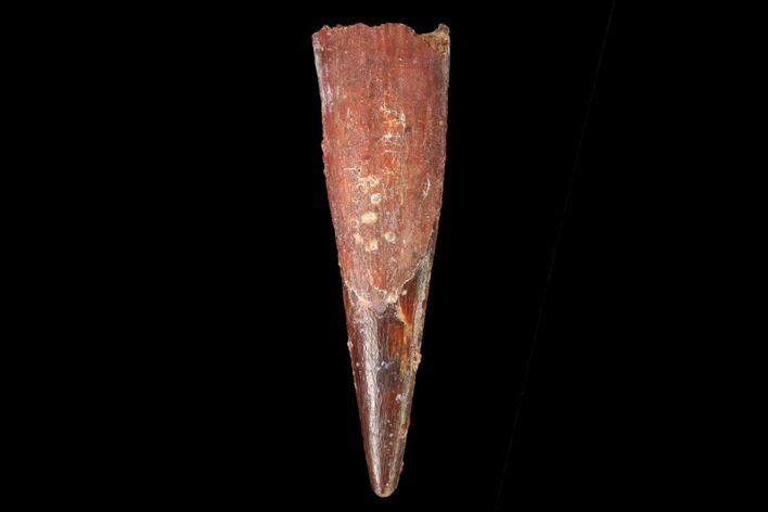 Fossil Pterosaur (Siroccopteryx) Tooth - Morocco #159087